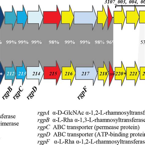 Alignment Of The Chromosomal Gene Clusters Encoding The Biosynthetic