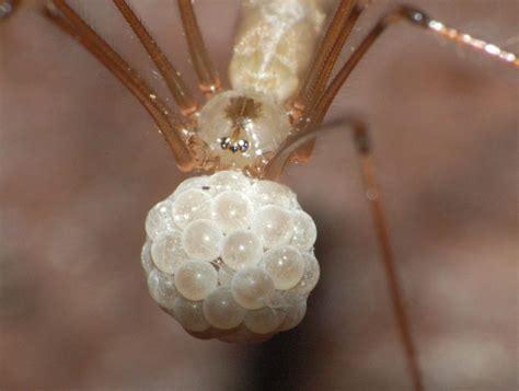 How Many Eggs Does A Spider Have Animal Enthusias Blog