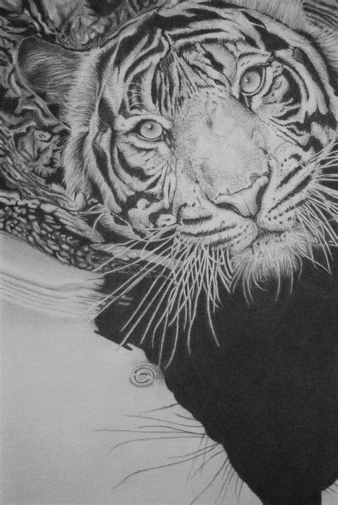 Dibujo de Tigre, Dibujo realista de Tigre, Dibujo hecho con lápices de ...