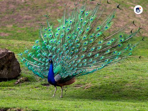 The Magnificent Beauty of Peacocks: A Majestic Display