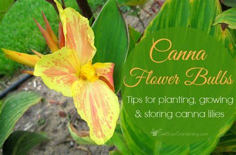 Canna Flower Bulbs Tips For Planting Growing And Storing Canna Lilies