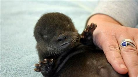 Say Cheese Meet These Adorable Baby Otters Named Monterey And Jack