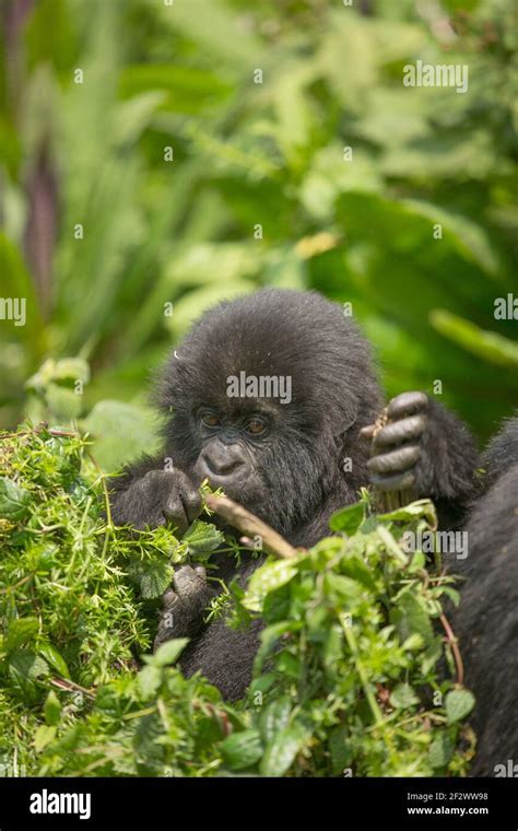 Baby Mountain Gorilla Gorilla Beringei Beringei From Sosa Group In