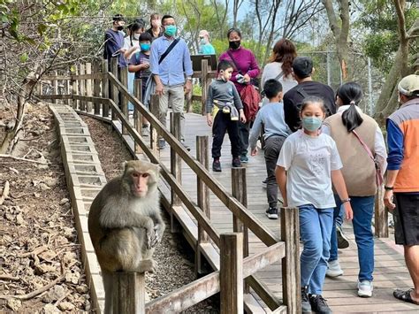 壽山動物園推教戰6妙招 獼猴不follow 生活 中央社 Cna