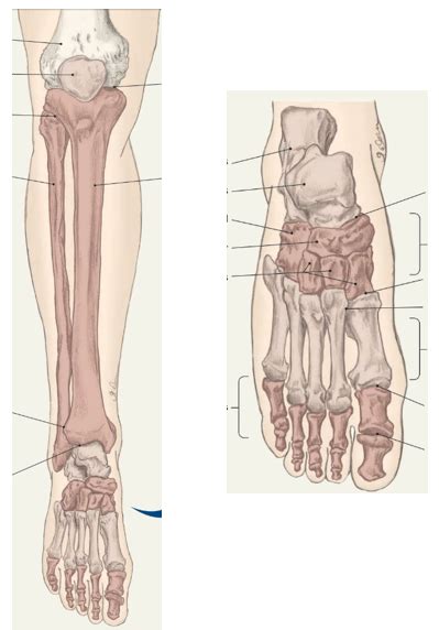 PHT1103 Anatomy Bones Of The Knee Leg And Foot Labeling Diagram Quizlet