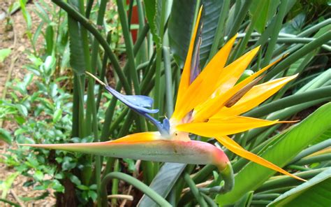 Birds Of Paradise Wallpaper - WallpaperSafari