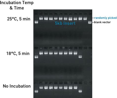 Clonesmarter™ Zero Background Topo Blunt Dna Cloning Kit Epoch Life