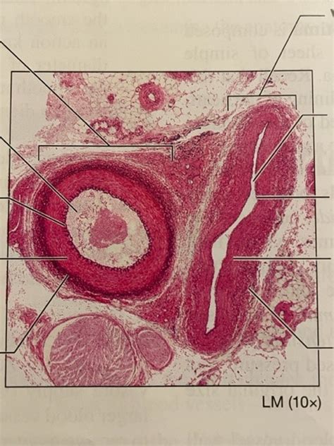 Histology Of Ateries And Veins Diagram Quizlet