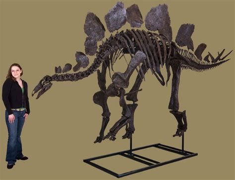 Stegosaurus armatus SARAH Skeleton – Display Replica – Black Hills ...