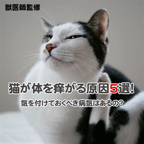 【獣医師監修】猫が体を痒がる原因5選！気を付けておくべき病気はあるの？