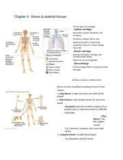 Chapter 6 Bones Skeletal Tissues Docx Chapter 6 Bones Skeletal