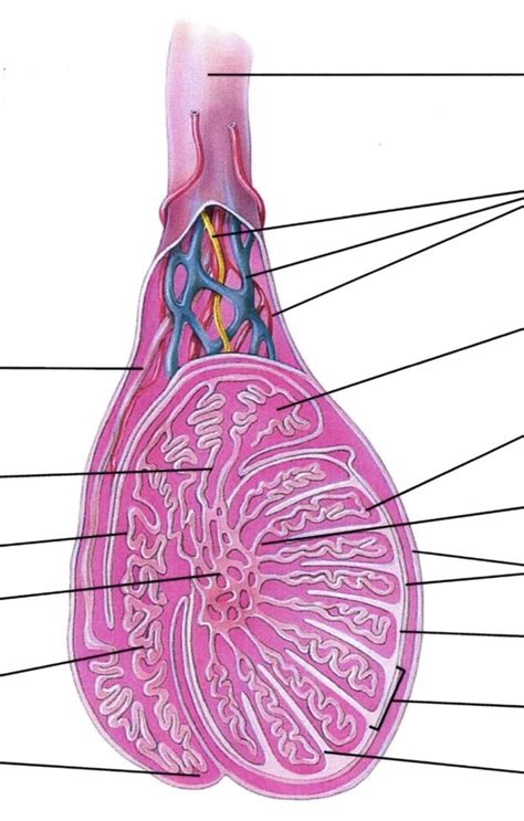 Sagittal Section Of Testis