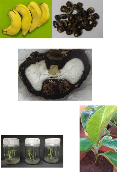 Seeds and seedlings of banana hybrid H-201 used in this experiment. a... | Download Scientific ...