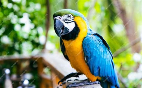 Premium Photo | Beautiful blueandyellow macaw in rainforest