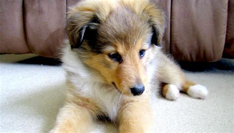 Sheltie Puppies for Sale Near You | Sheltie Planet