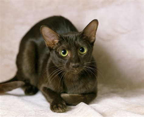 Brown Cats The Rarest Cat Coat Color Blog Cattitude