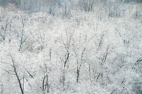 Aerial View Of Forest In Winter Day Naked Trees Covered Snow And