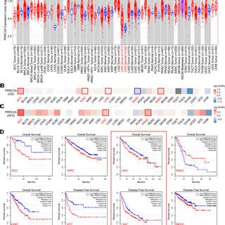 Prrc A Mrna Expression Pattern And Its Clinical Value In Pan Cancer