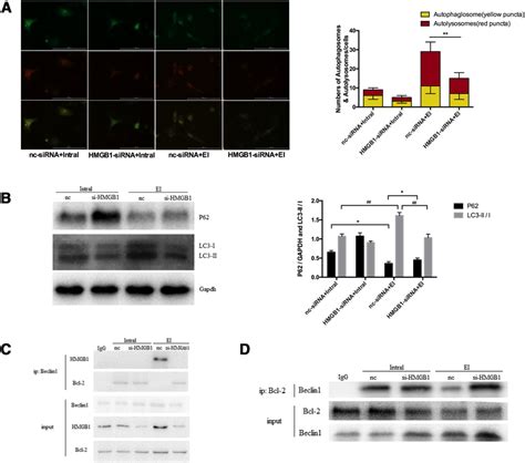 Hmgb1 Mediated Cellular Autophagy Via Beclin1 Bcl 2 Complex