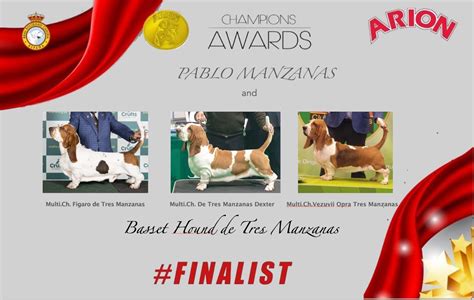 Ranking Champions Awards Basset Hound De Tres Manzanas