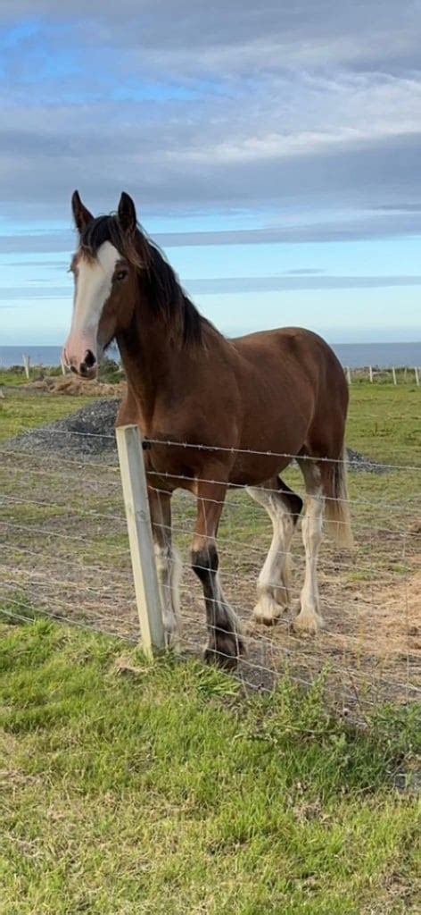 Registered Clydesdale Yearling Filly In Wick Highland Gumtree