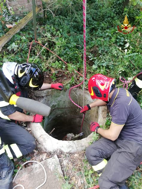 Pieve Albignola Cane Da Caccia Cade In Un Pozzo Di 15 Metri Salvato