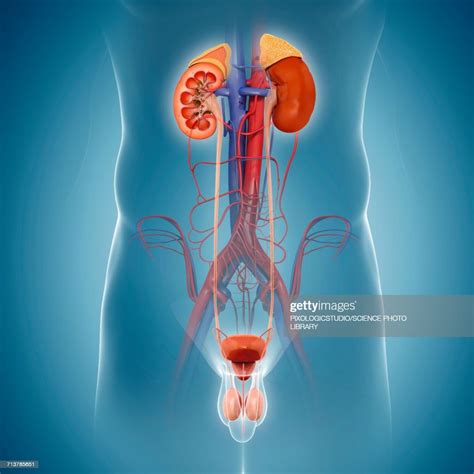 Human Urinary System Illustration High Res Vector Graphic Getty Images