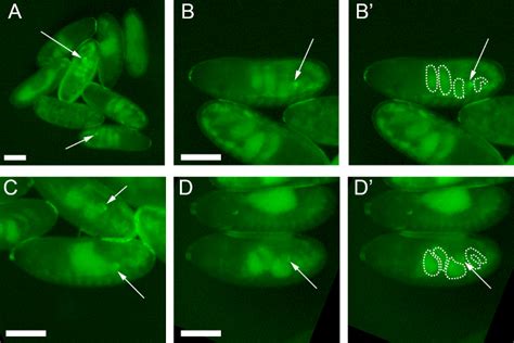 Dissection And Live Imaging Of The Late Embryonic Drosophila Gonad