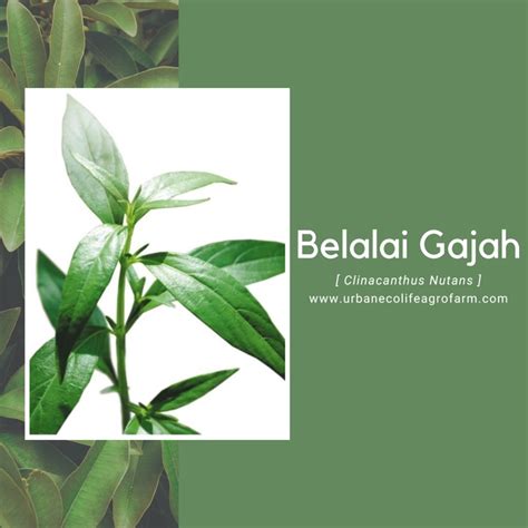 Anak Pokok Belalai Gajah Clinacanthus Nutans Furniture Home Living