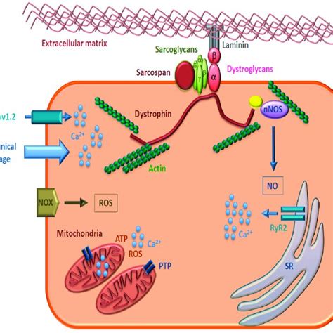 Schematic Representation Of The Dystrophin Associated Glycoprotein