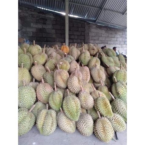 Jual Durian Montong Bangkok Duren Utuh Asli Bali Enak Legit Duren KanE