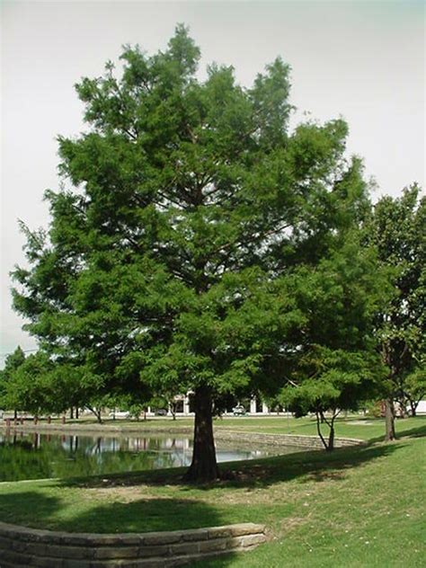 cypress tree - Bhutan the land of happiness