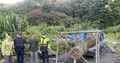 宜蘭山老鼠行竊17萬紅檜漂流木 埋伏警上前逮人再查獲毒品 社會 Ctwant