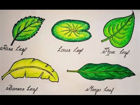 Different Types Of Leaves Drawing