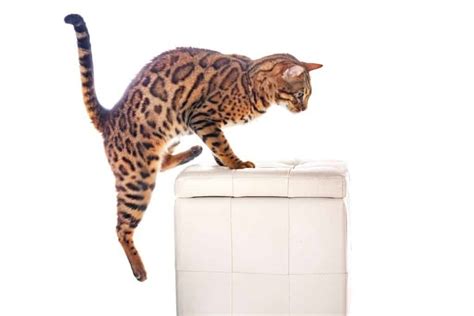 How High Can a Cat Jump: 7 Breeds that Jump the Highest – catworldtoday.com