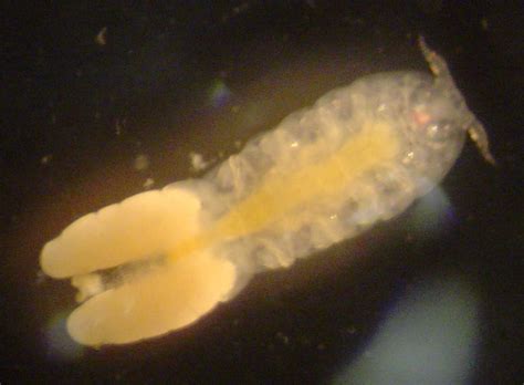 Parasite Of The Day October 19 Pseudomyicola Spinosus