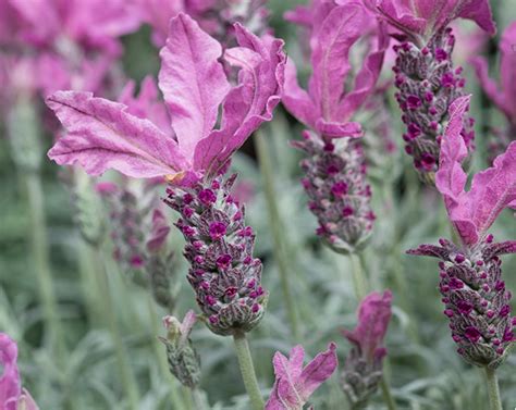 LAVENDER THE SILVER PRINCESS 200MM | The Garden Feast