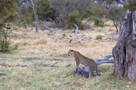 botswana-wildlife-spectacular-photography-tour-report-2021