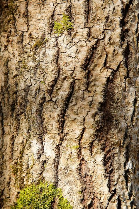 La Corteza Del Rbol Forestal Se Cubre Con El Musgo Verde Con Una