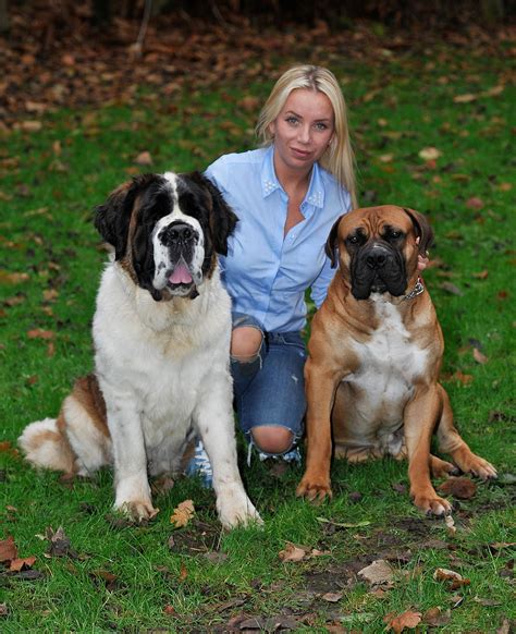 st bernard and husky