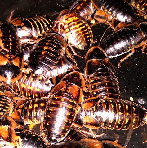 Dubia Roaches Great Prices Fast Shipping Big Sals Feeder Farm