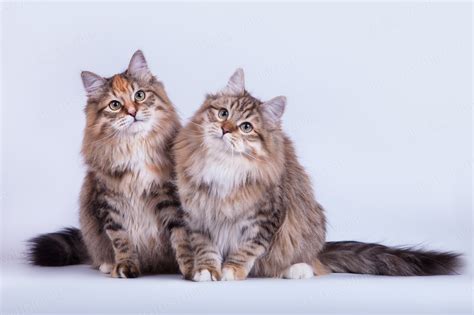 Сибирская кошка (Сибирский кот): подробное описание породы с фото