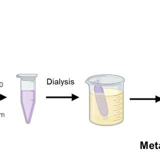 Scheme for the synthesis of Au metalloenzymes. | Download Scientific ...