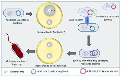 Mechanism Of Bacterial Superbug Formation By Acquiring Multiple Drug