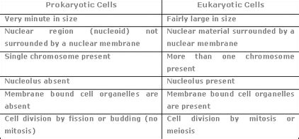 Eukaryotic and Prokaryotic Cells - KaleahRVHS.weebly.com