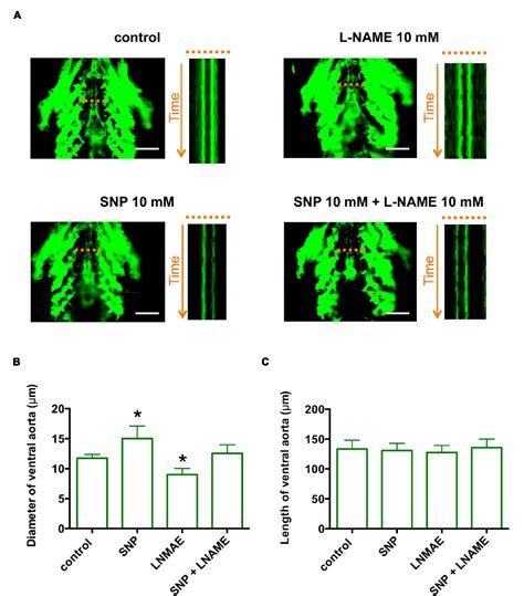 Figure 3 From Comparative Transcriptome Analysis Identifies Ccdc80 As A