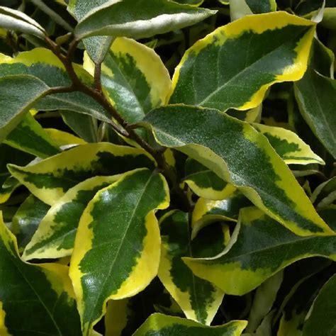 ELAEAGNUS x ebbingei Gilt Edge Chalef pépinières Lepage Bretagne