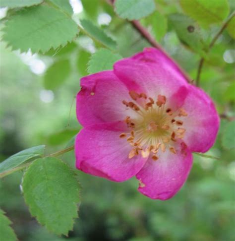 Wild Rose Flower — Wild Foods And Medicines