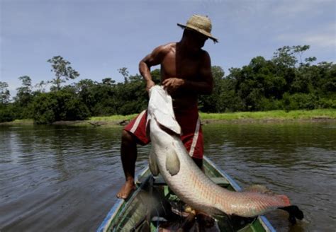 Pirarucu ganha holofotes da mídia internacional como um símbolo do