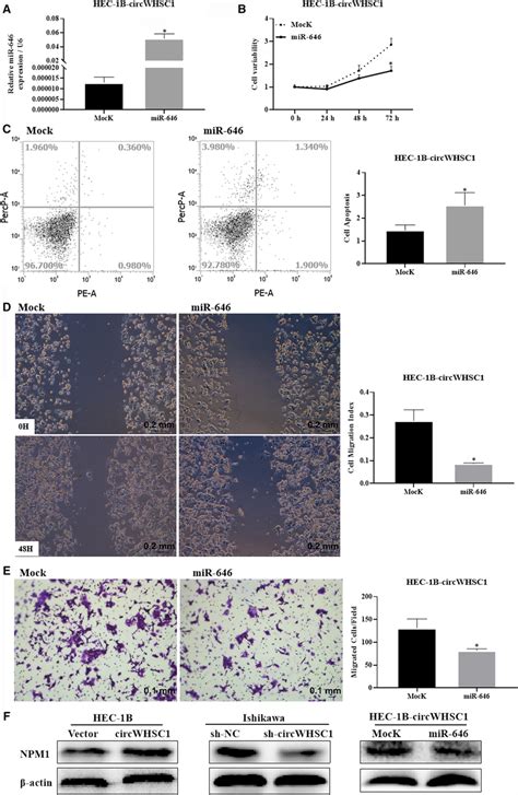 Circwhsc1 Targets The Mir‐646‐npm1 Pathway To Promote Endometrial